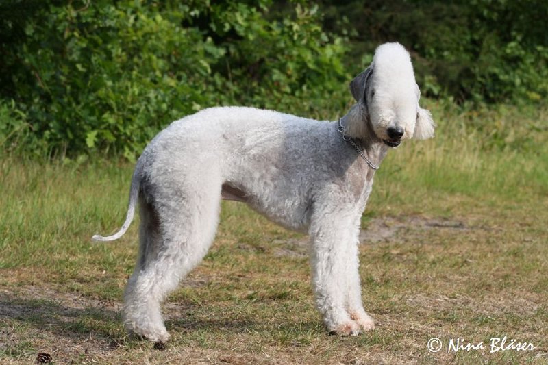 Airis Blue Volshebny Svet 2009-06-08 (16).JPG